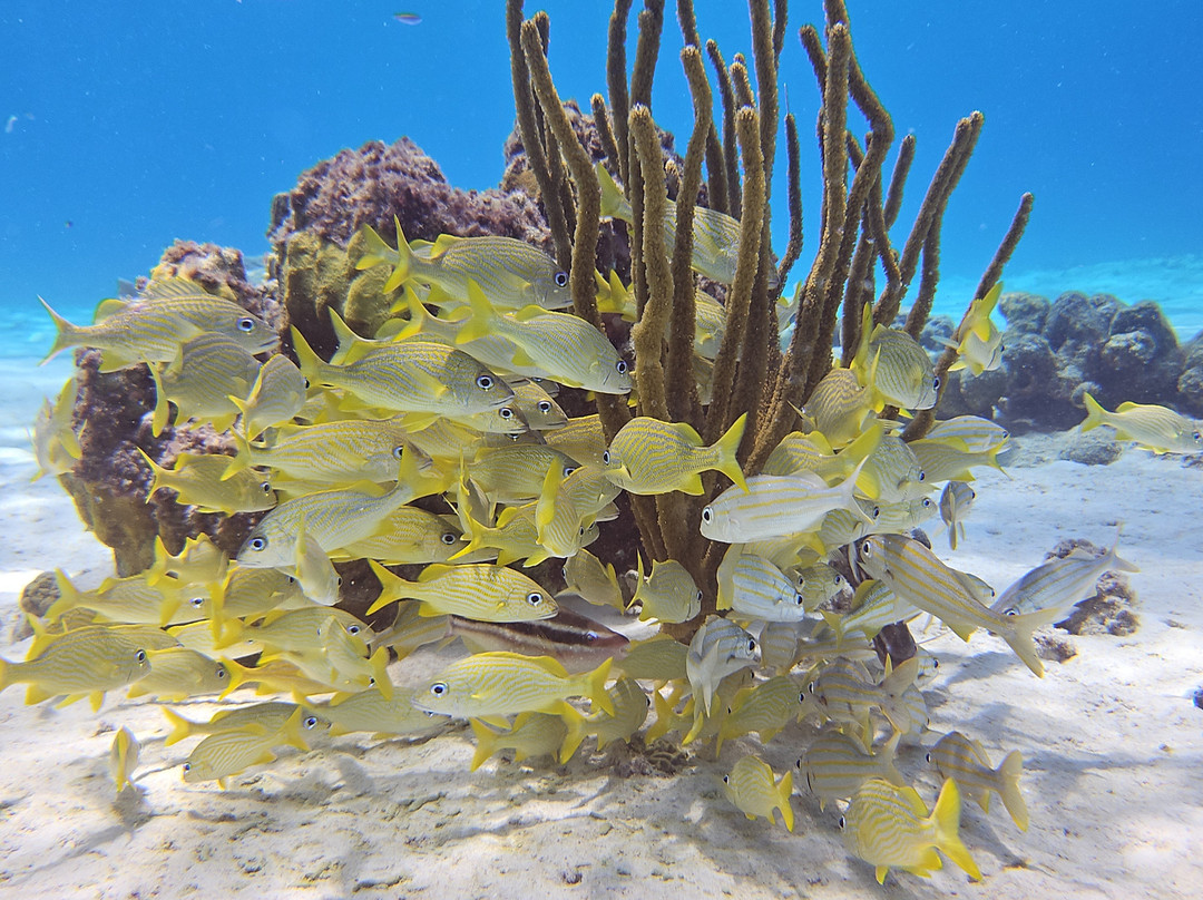 B Diving & Watersports-威廉斯塔德必去景点