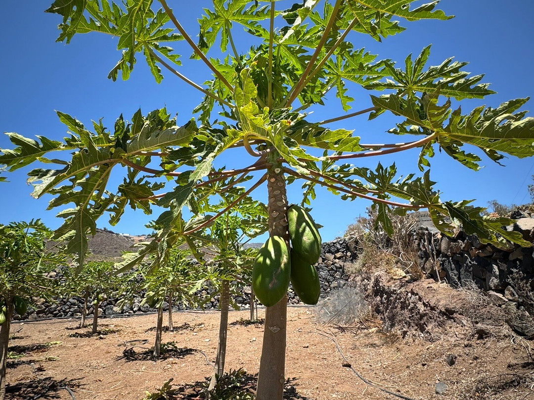 Finca Canarias Aloe Vera-阿罗纳必去景点