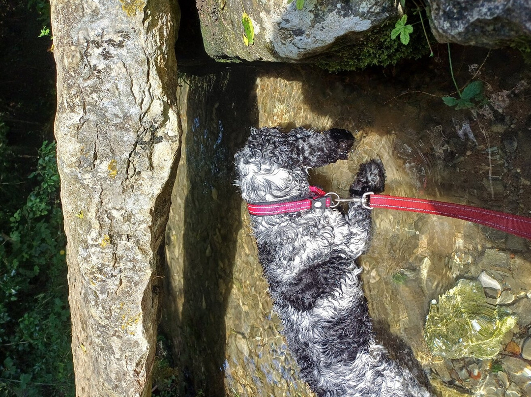 Source résurgente de la Goutteuse-St Boil必去景点