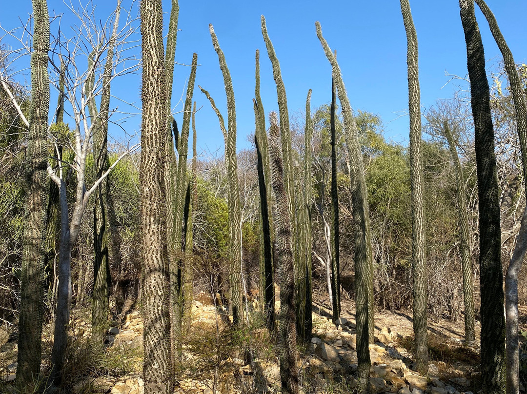 Antsokay Arboretum景点图片