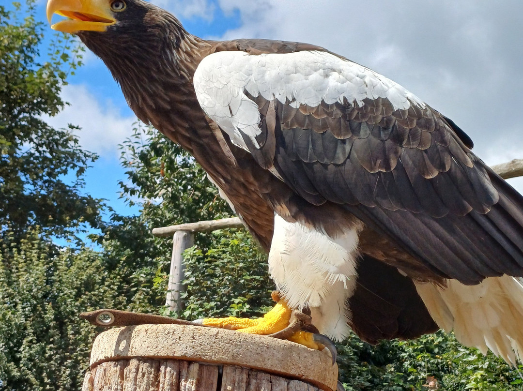 Wildpark und greifvogelzoo Potzberg景点图片