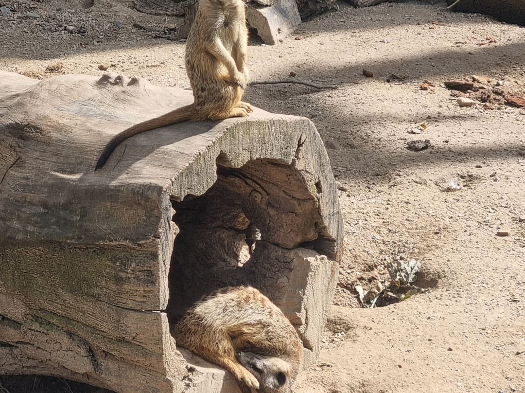 Zoo Karlsruhe景点图片
