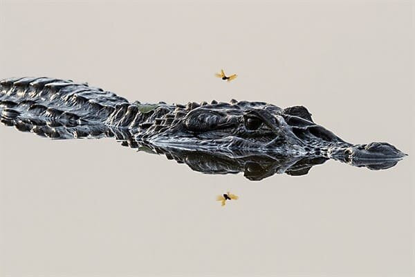 Sandoval Lake Lodge主图