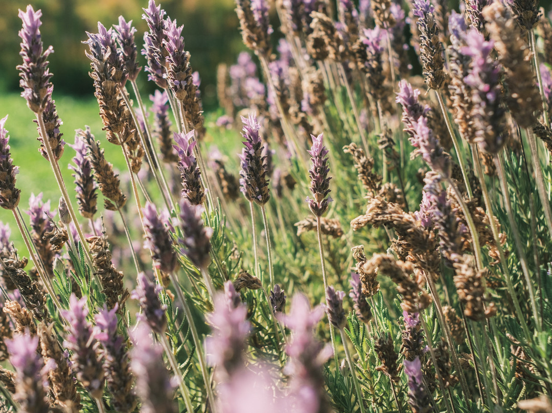 Solar Madariaga Hotel主图