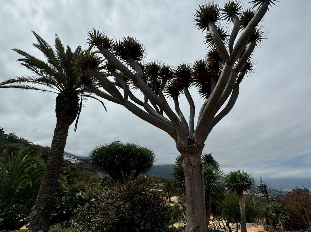 Parque Natural El Montillo-圣克鲁斯-德特内里费必去景点