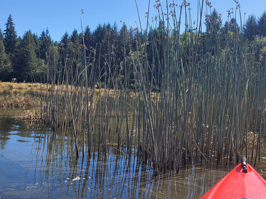 Willapa Paddle Adventures景点图片