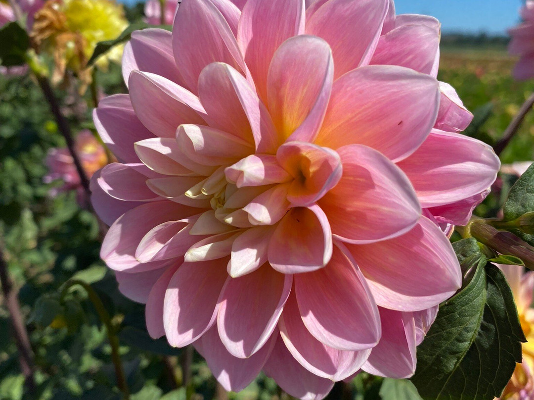 Swan Island Dahlias-Canby必去景点