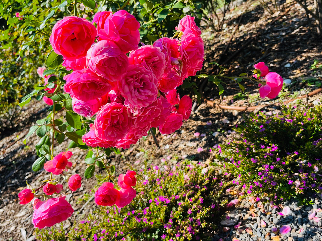 Clark Botanic Garden-Albertson必去景点