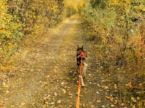 Arctic Dog Adventure Co.-费尔班克斯必去景点