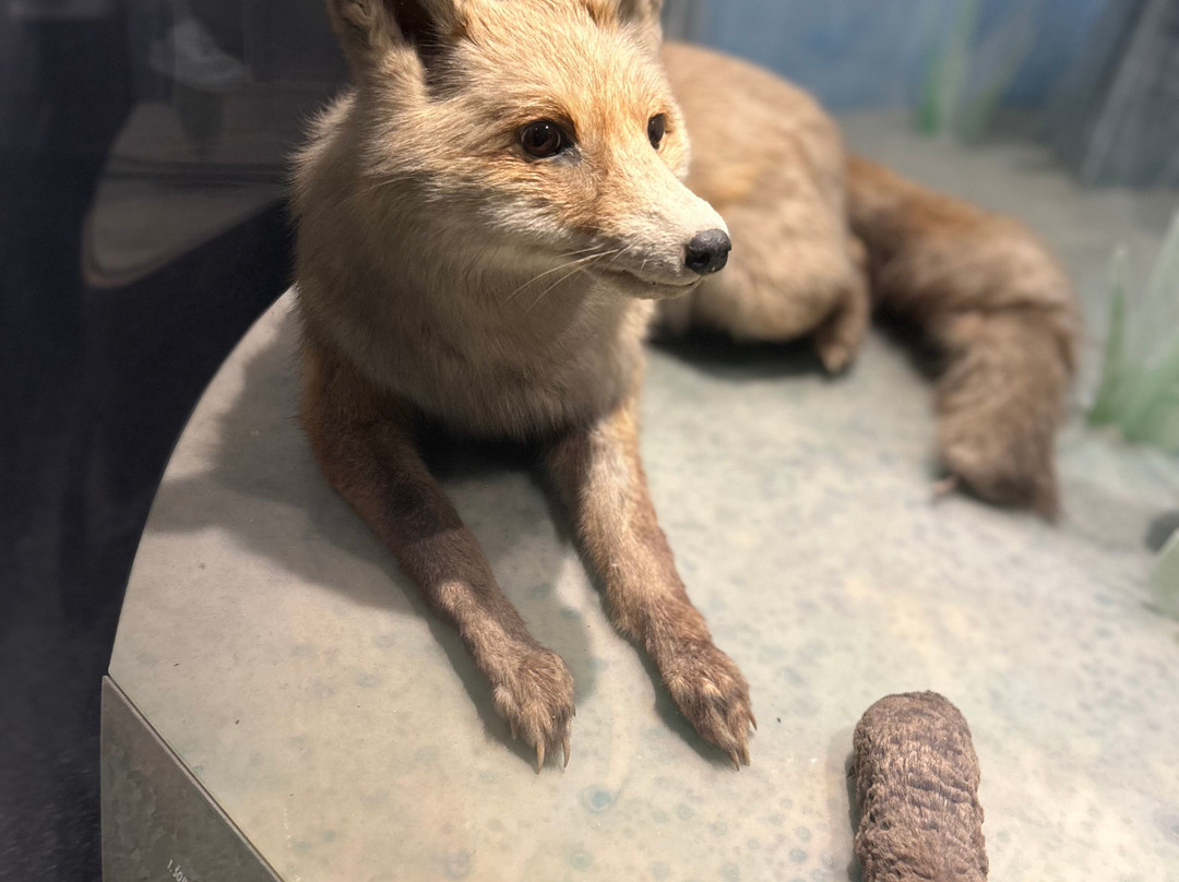 Natural History Museum景点图片