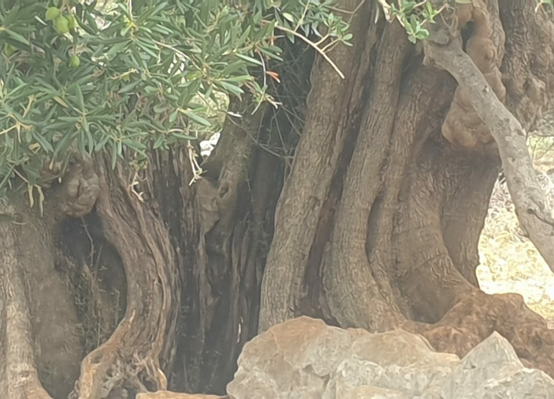 Lun Olive Grove Garden景点图片