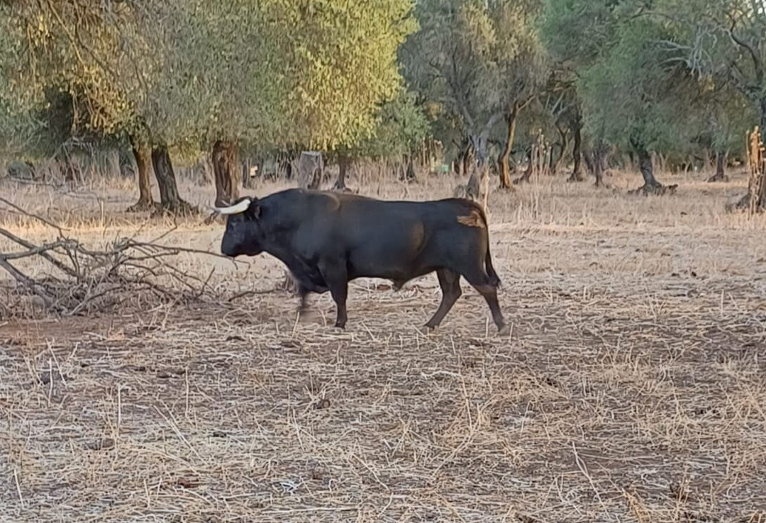 Entre Toros y Caballos景点图片