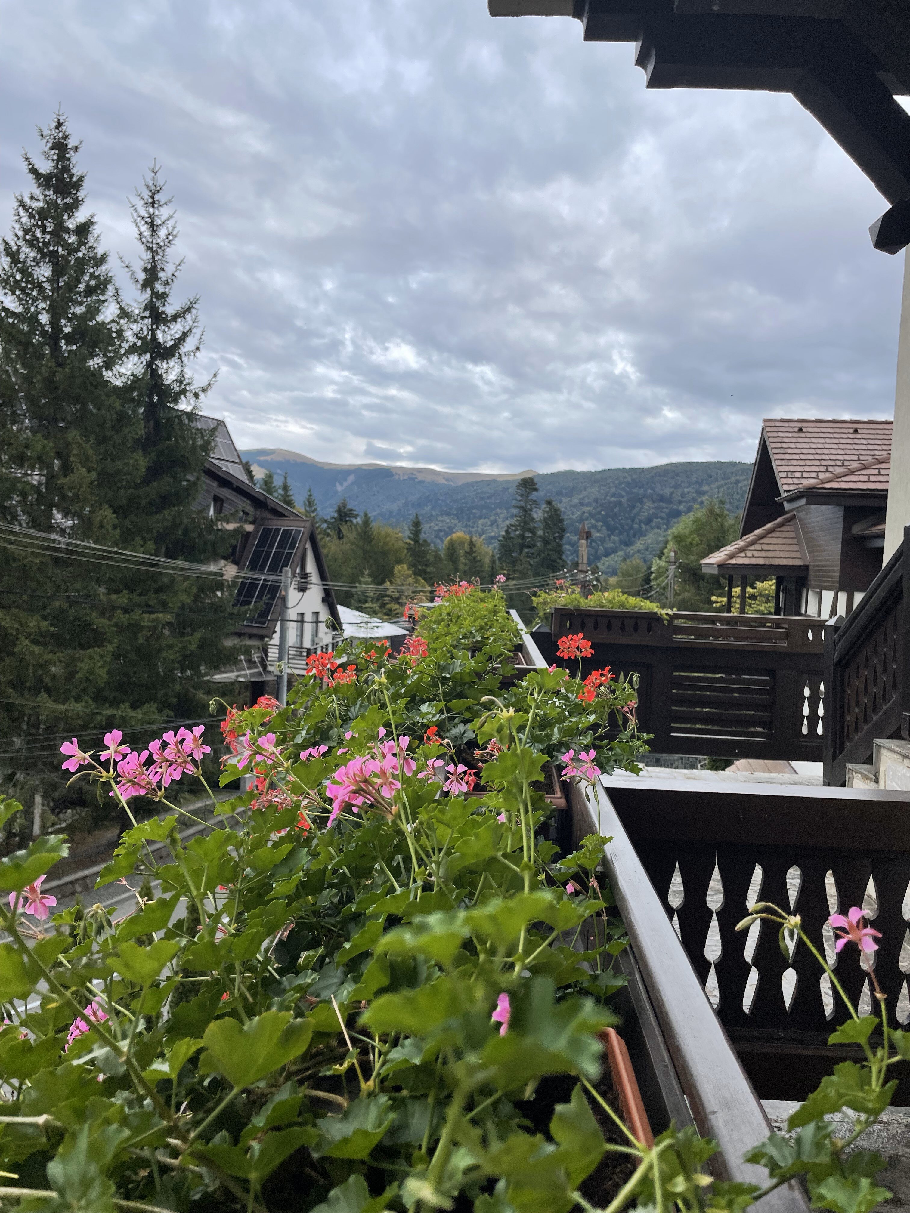 Hotel Foisorul cu Flori-酒店景观