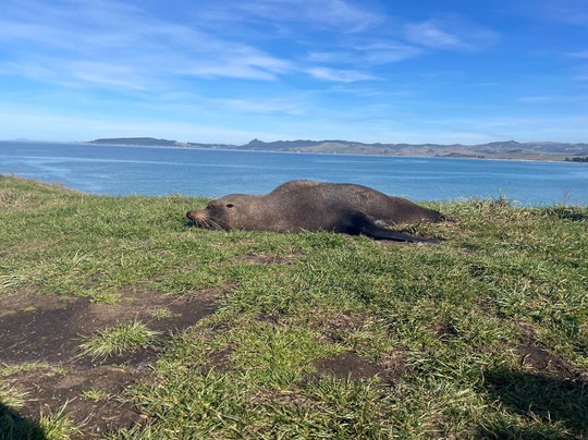 Awesome旅游服务-但尼丁必去景点