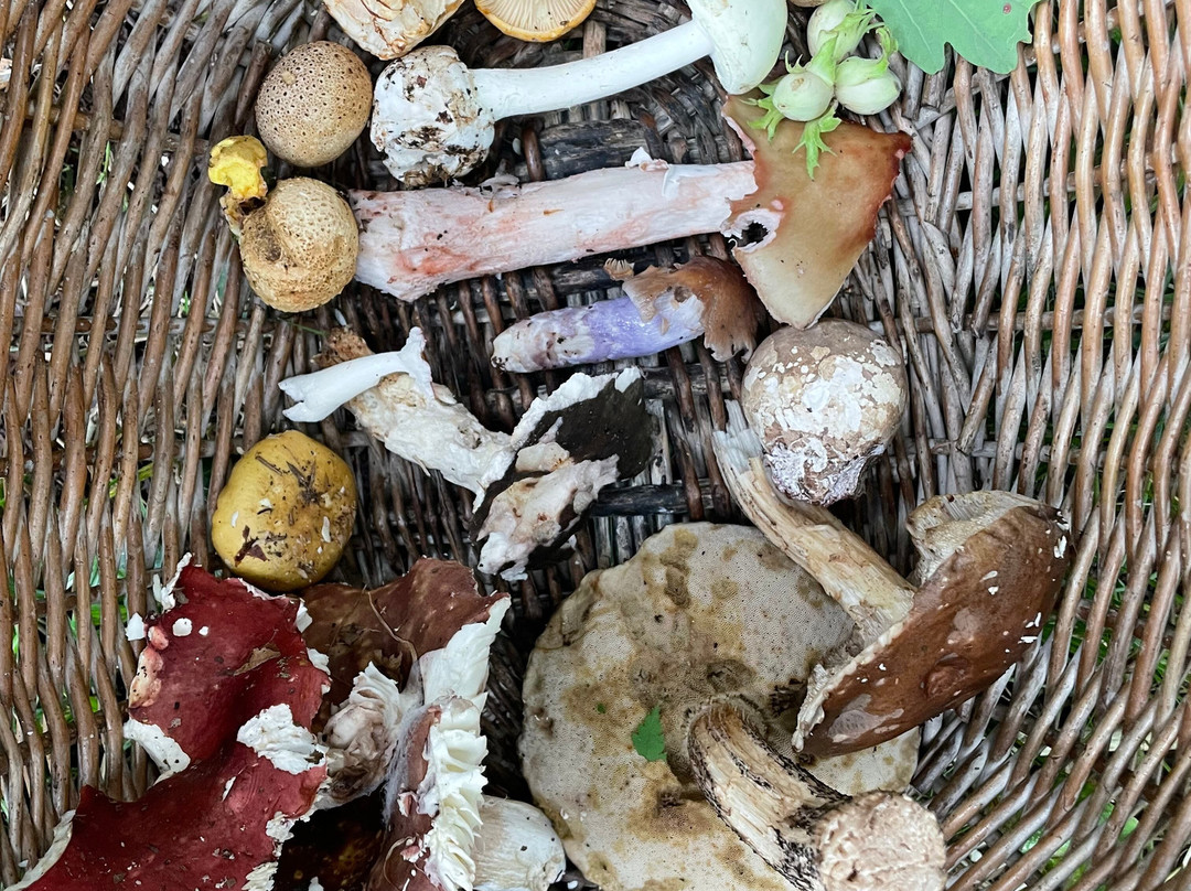 Forage Pembrokeshire景点图片