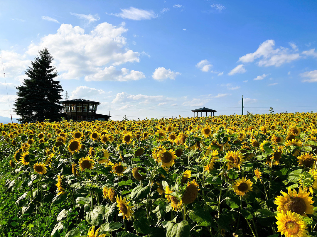 Asahigaoka Park-大空町必去景点