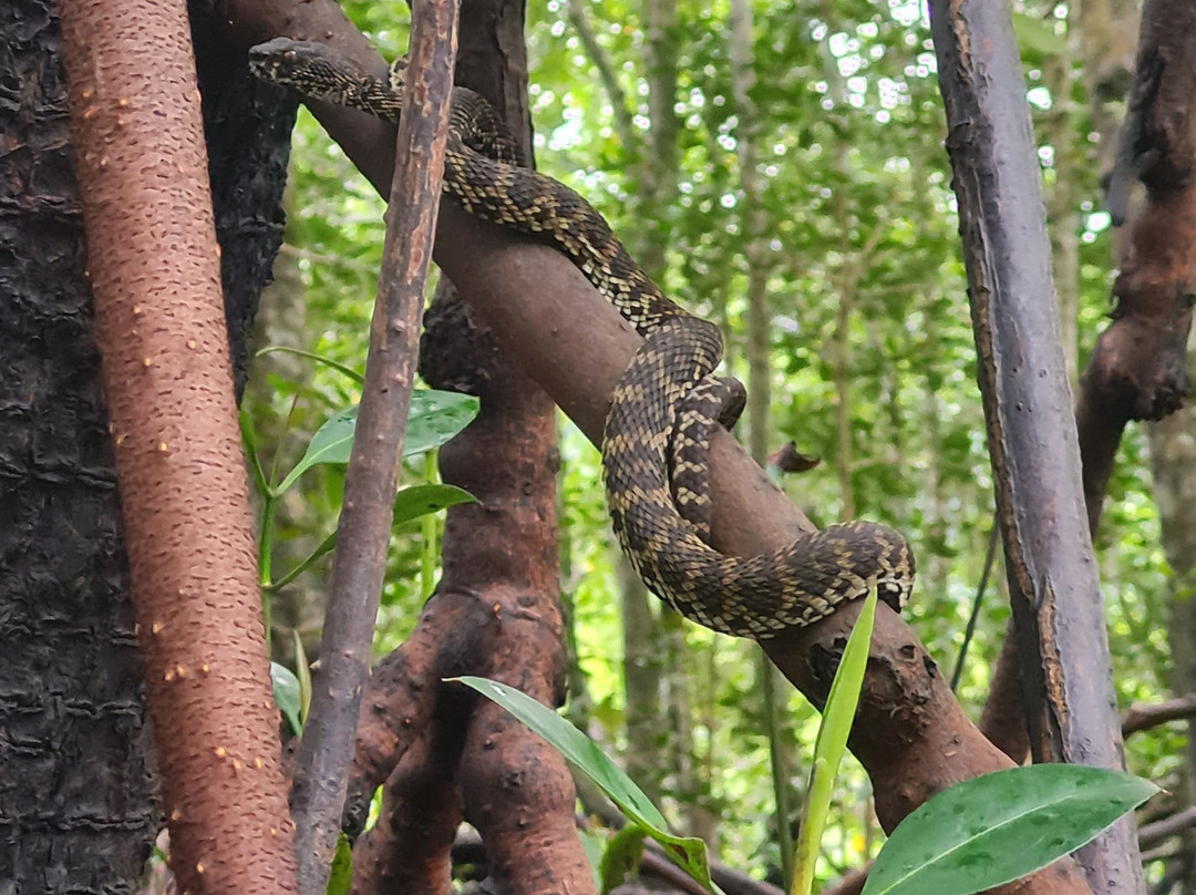 Langkawi Eco Ventures by Sham-兰卡威必去景点