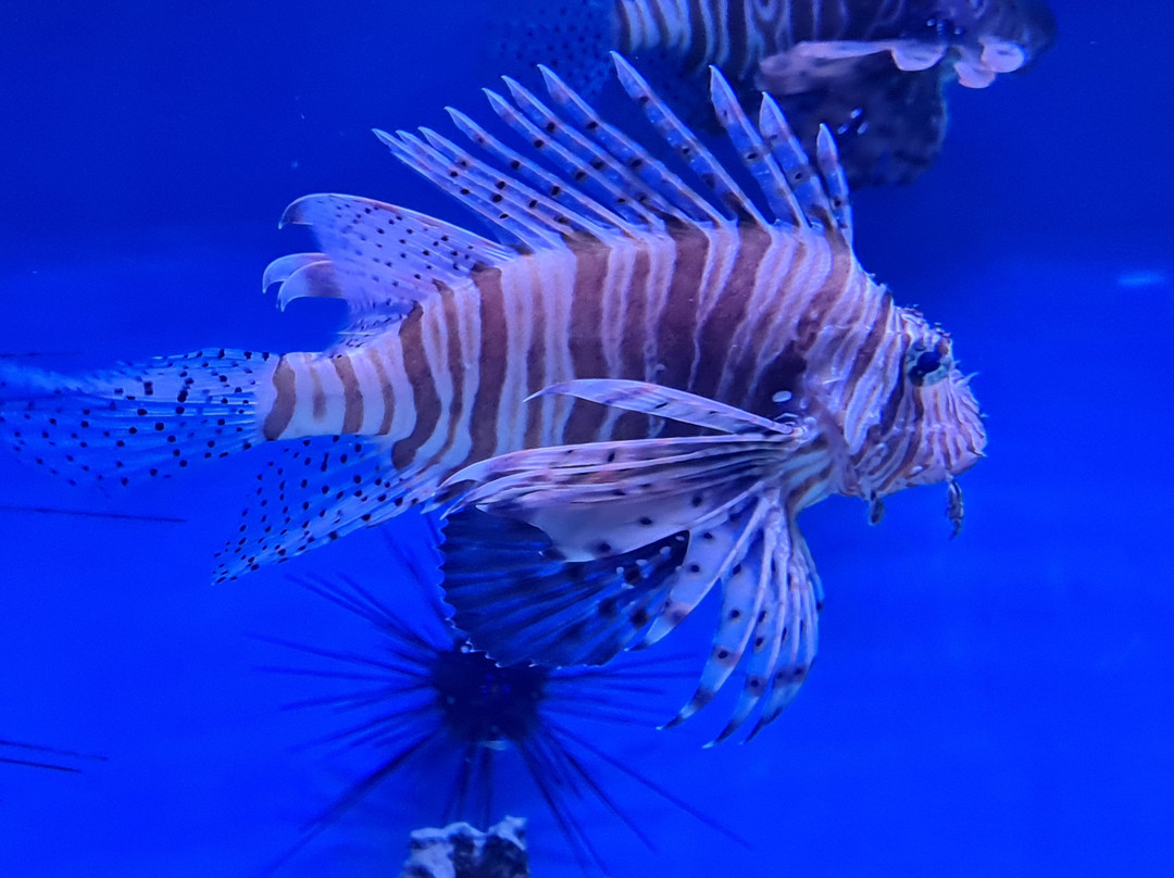 Sevastopol Aquarium-塞瓦斯托波尔必去景点
