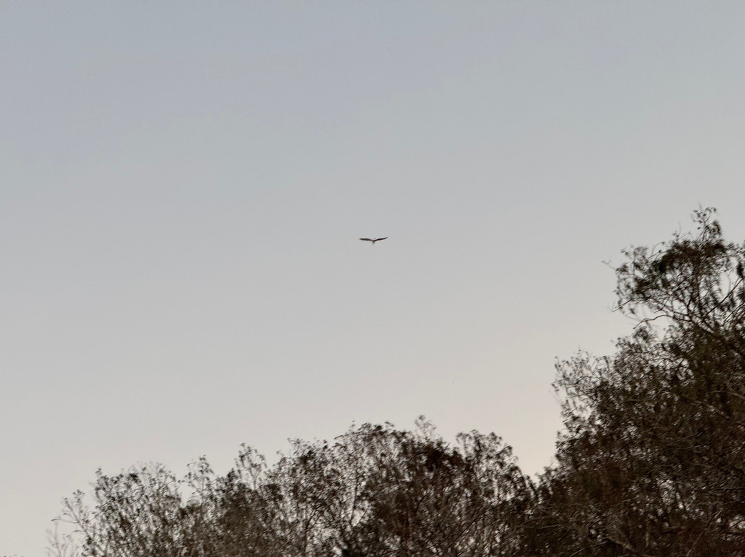 Everglades Adventure Tours-奥乔皮必去景点