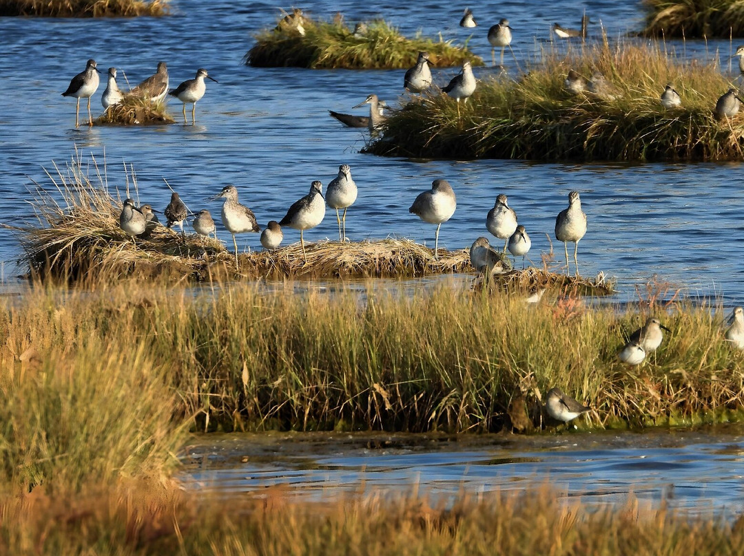 The Wetlands Institute景点图片