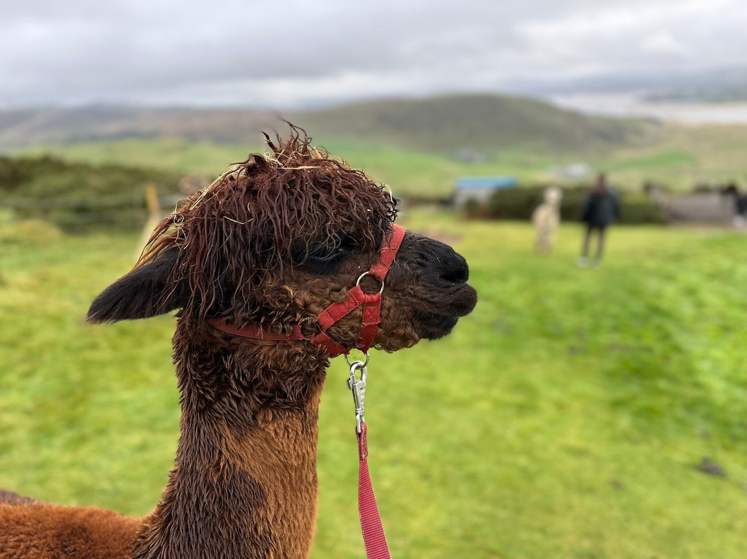 Wild Alpaca Way景点图片