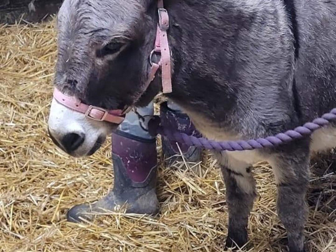 Moel Famau Donkeys景点图片