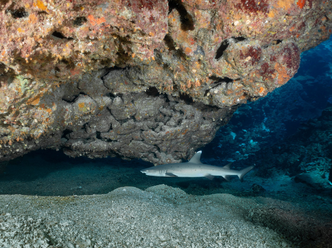 Wadi Lahami Diving Centre-Hamata and Berenice必去景点