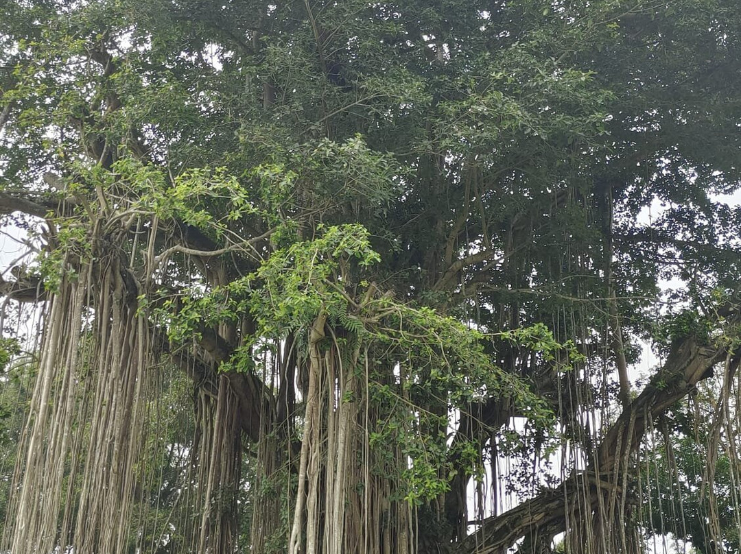 Candi Mendut (Temple)景点图片