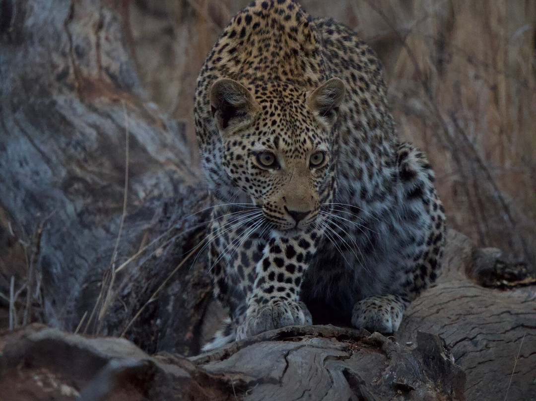 B1 Photo Safaris-雾观必去景点