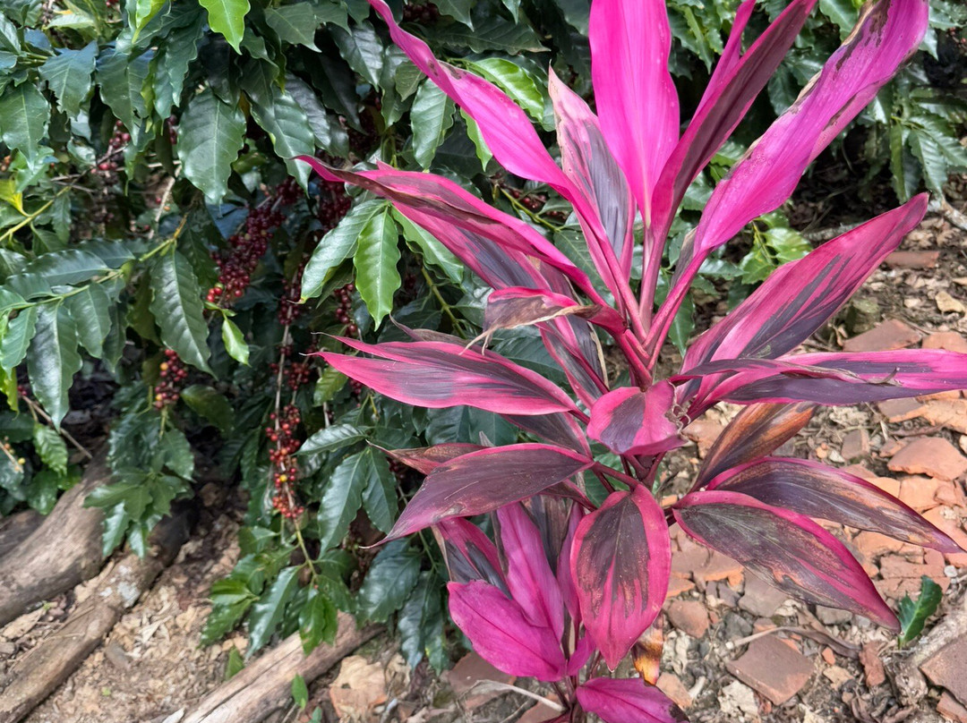 Espiritu Santo Coffee Tour景点图片