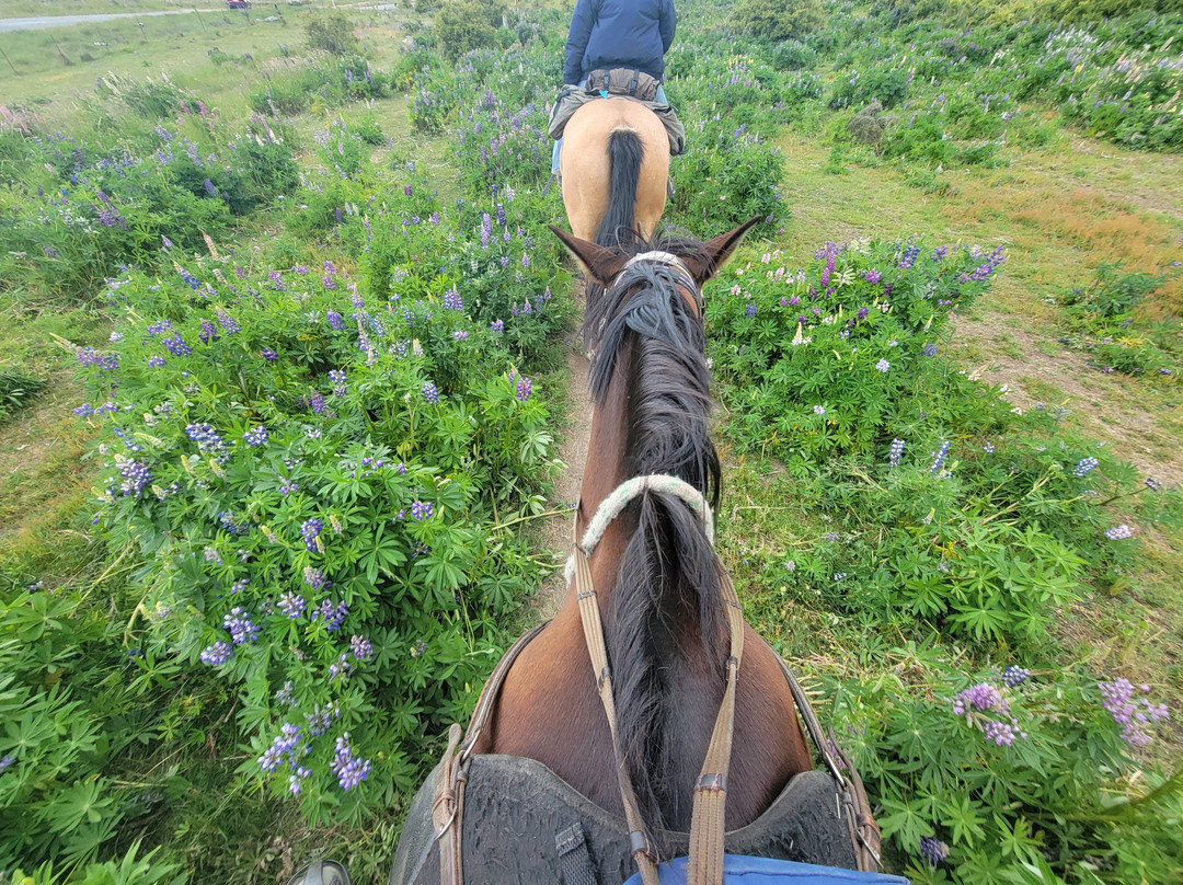 麦肯西高山骑马之旅－一日游-特卡波湖必去景点