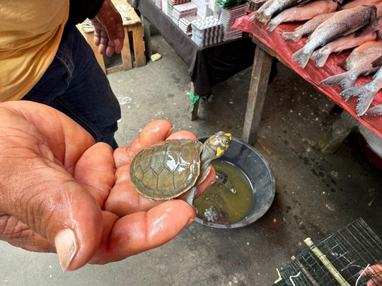 Iquitos Jungle Travel-伊基托斯必去景点