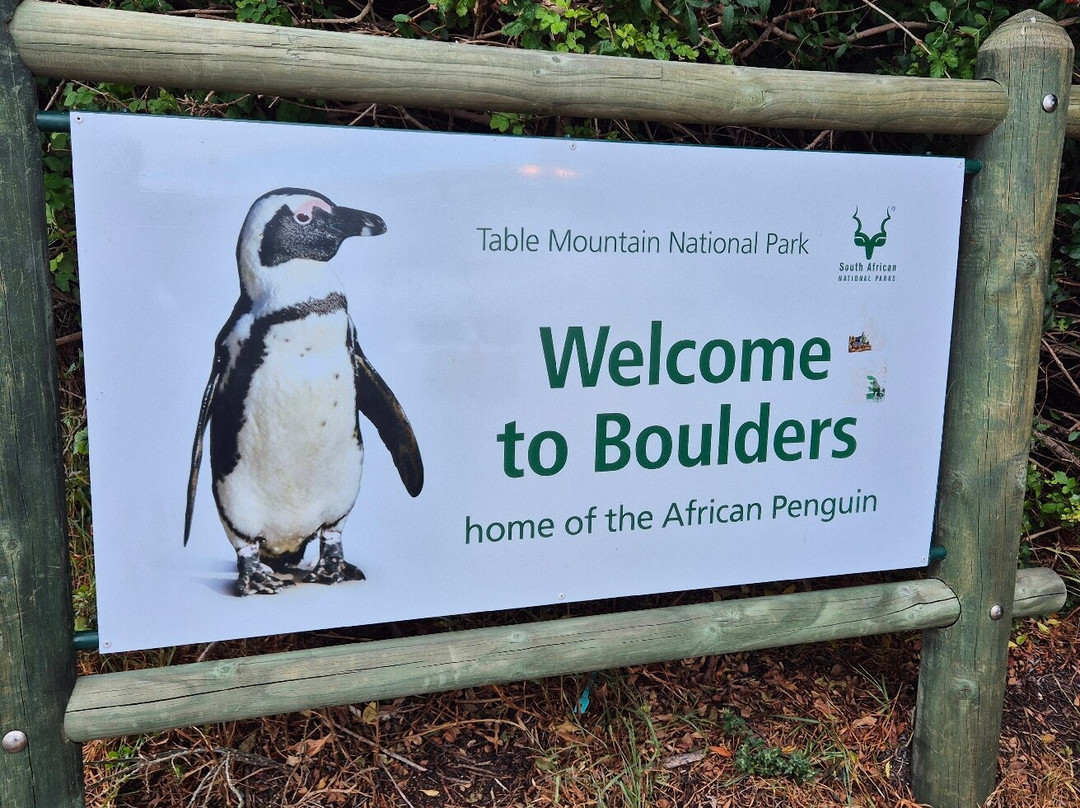 Boulders Beach Penguin Colony景点图片