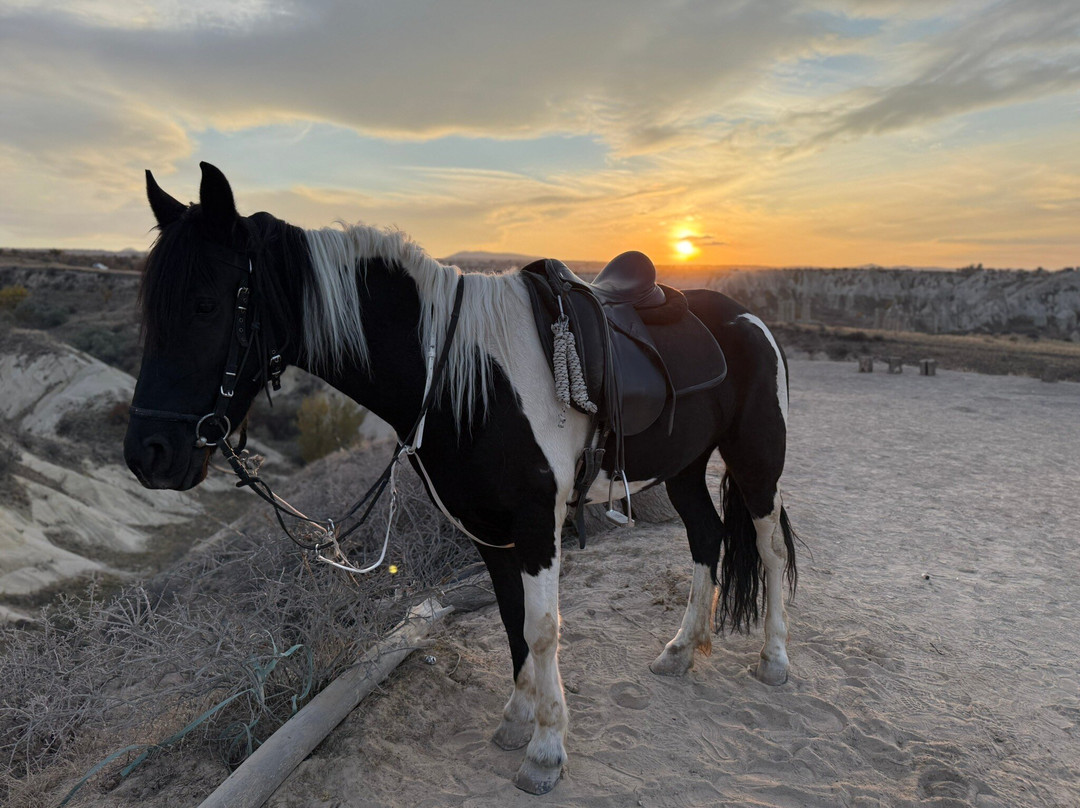 Moonlight Horse Ranch景点图片