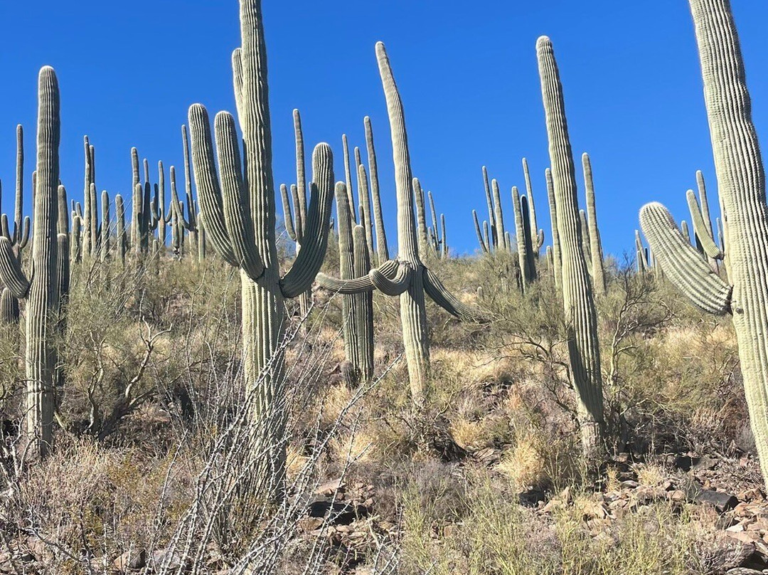 Tumamoc Hill-图森必去景点