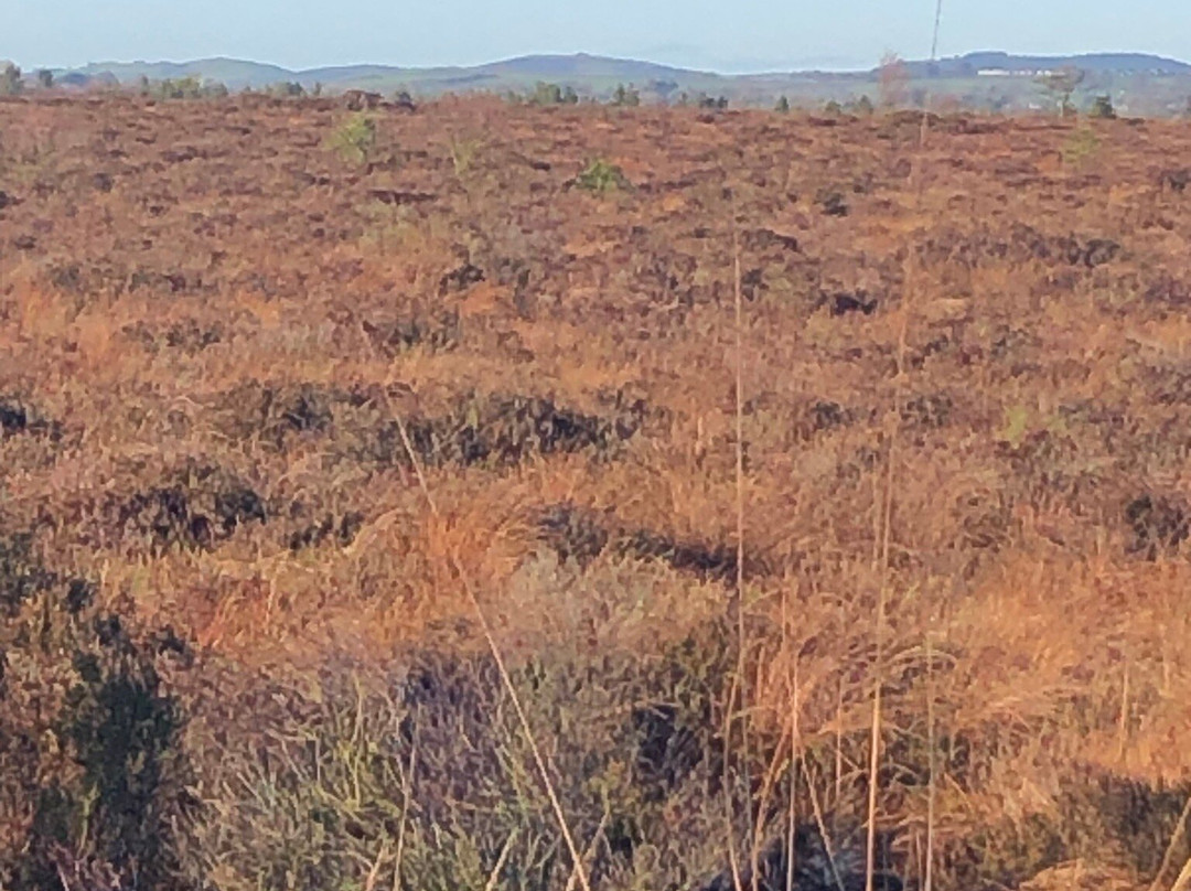 Girley Bog Eco Walk-凯尔斯镇必去景点