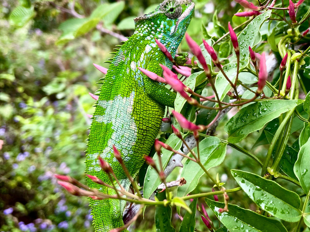 Usambara Eco Tours景点图片