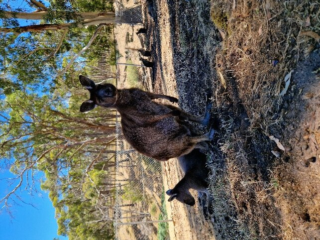Cleland Wildlife Park景点图片
