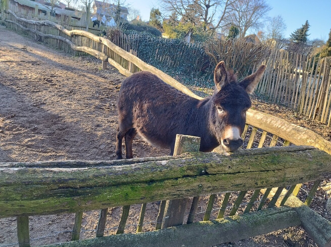 Derr Zoo-Park Arche Noah in Gromitz/Ostsee景点图片