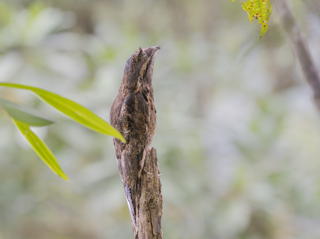 Refugio Paz de las Aves主图