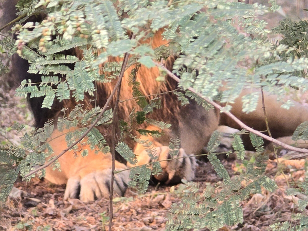 Silvassa Vasona Lion Safari-锡尔瓦萨必去景点