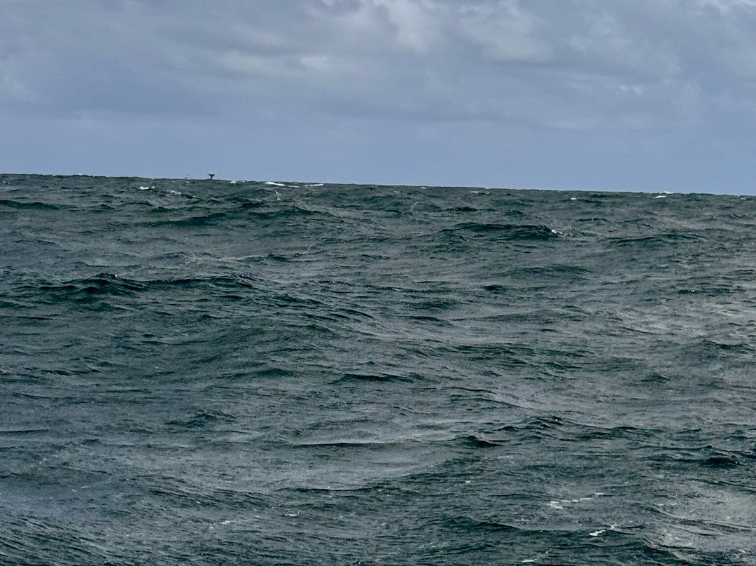 Whale Samaná With Kim-Santa Barbara de Samana必去景点