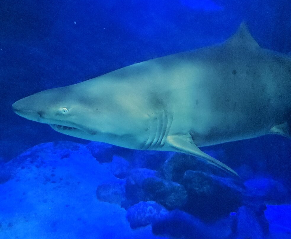 Ubatuba Aquarium-乌巴图巴必去景点