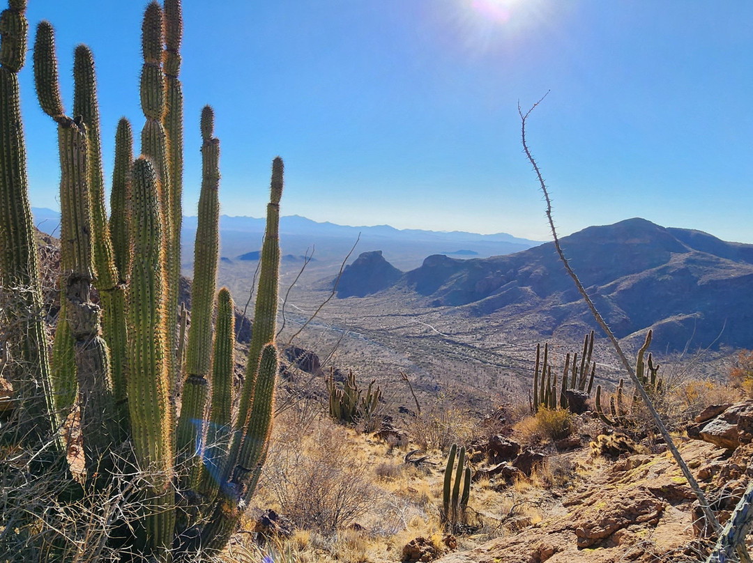 Organ Pipe Cactus National Monument-Ajo必去景点
