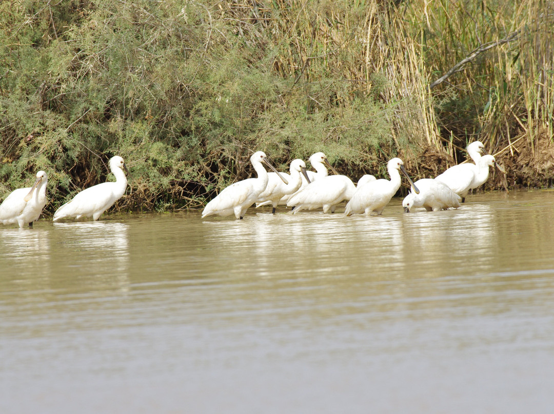 Mohamed City Tours景点图片