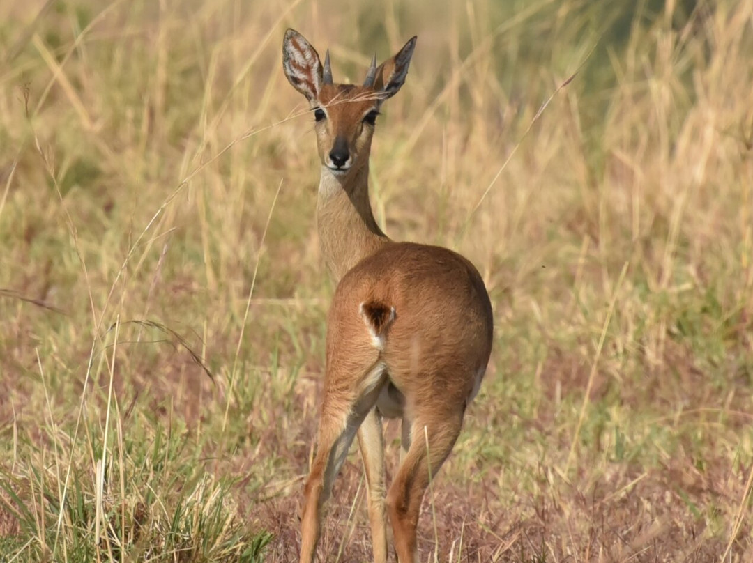 Uganda Wildlife Scene Safaris-坎帕拉必去景点