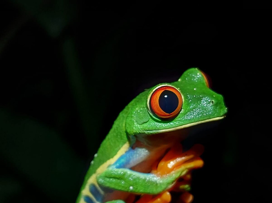 Wildlife Tours Costa Rica - Arenal-福德圣卡洛斯必去景点
