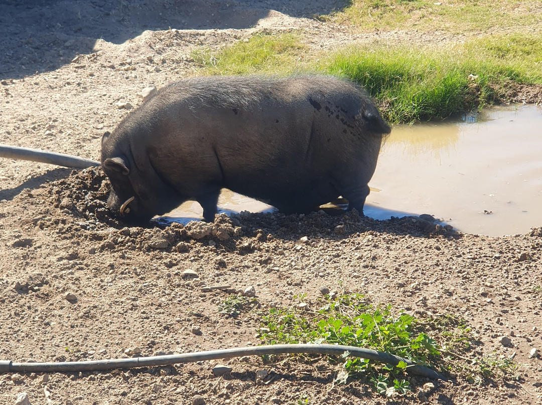 Waterside Le Bonheur Croc Farm主图