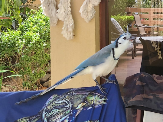 Bahia Pez Vela Resort主图