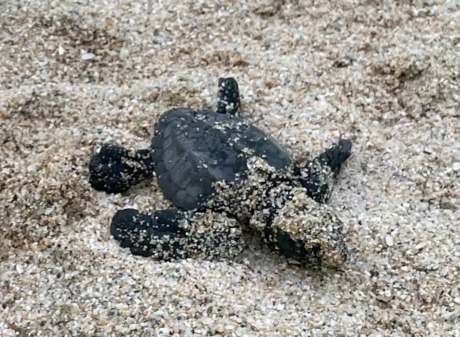 Tortugueros Las Playitas-托多斯桑托斯必去景点